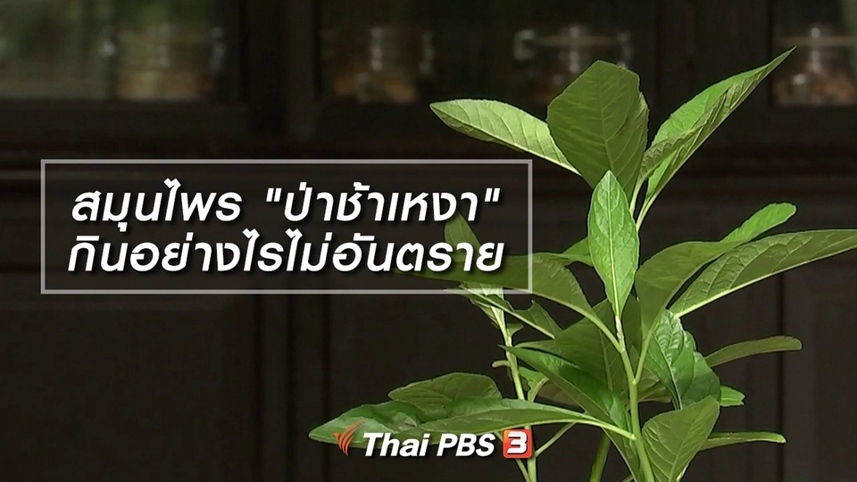 สมุนไพร "ป่าช้าเหงา" กินอย่างไรไม่อันตราย