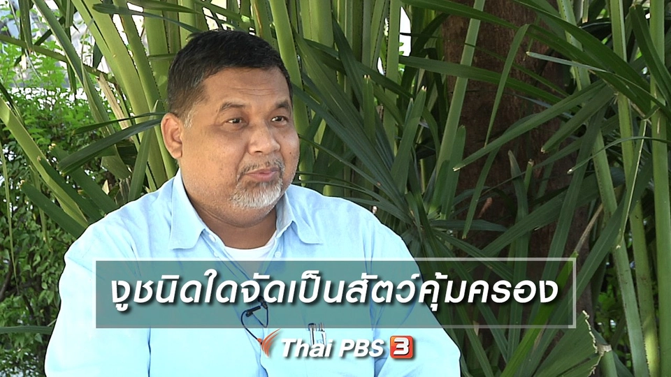 งูชนิดใดจัดเป็นสัตว์คุ้มครอง