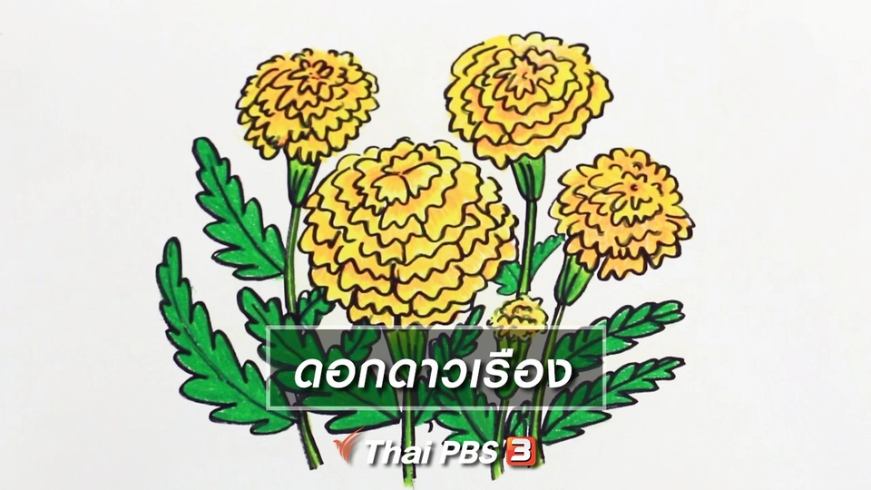 สอนศิลป์สอนวาด : ดอกดาวเรือง