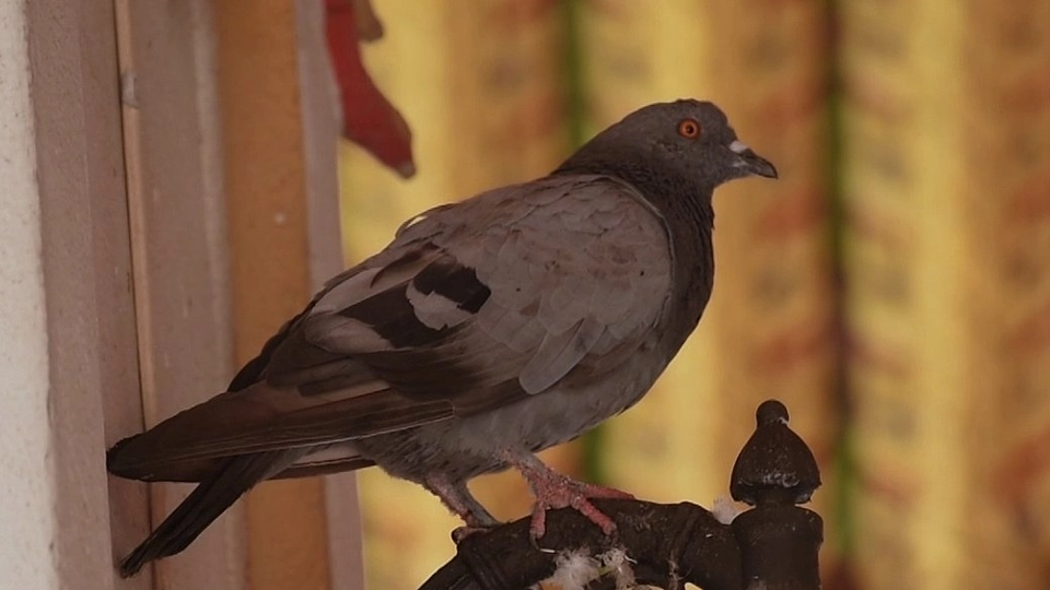 แนวทางจัดการนกพิราบของธุรกิจไล่นก