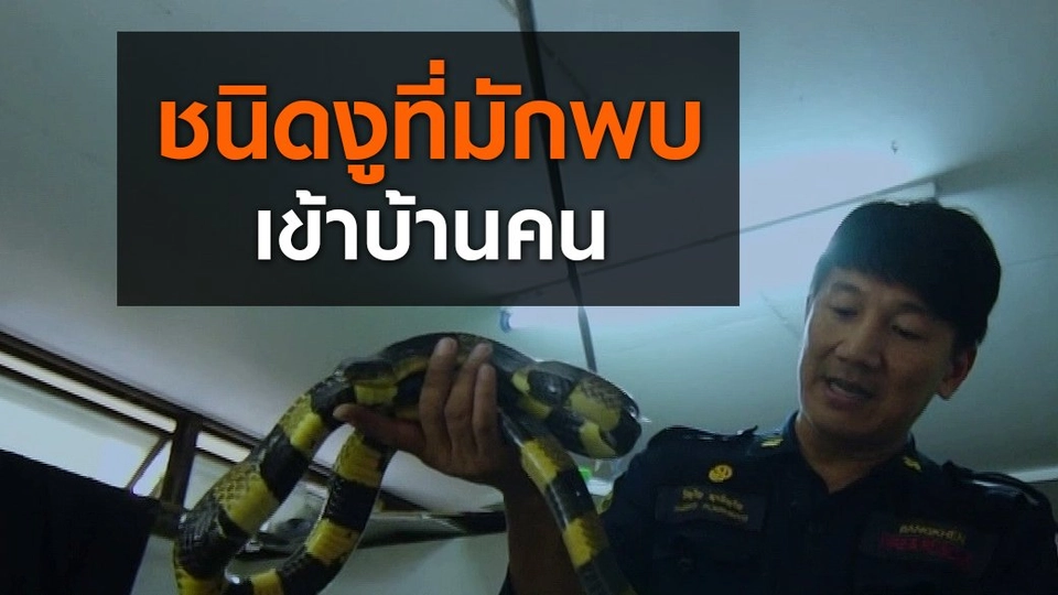 ชนิดงูที่มักพบเข้าบ้านคน