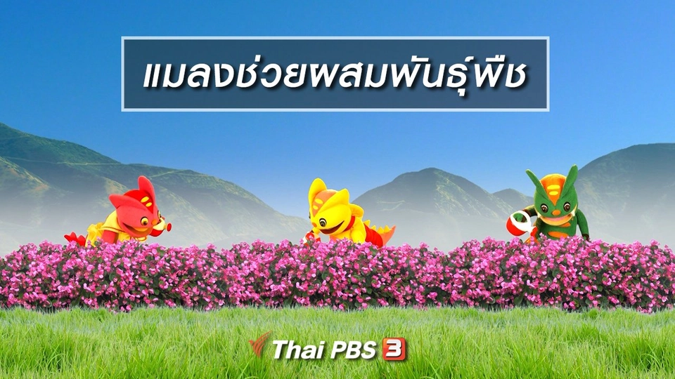 เกร็ดน่ารู้กับตาต้าตีตี้โตโต้ : แมลงช่วยผสมพันธุ์พืช