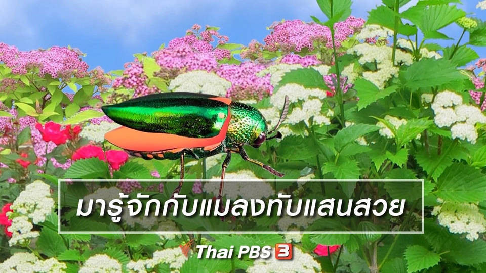 ​เกร็ดน่ารู้กับตาต้าตีตี้โตโต้ : มารู้จักกับแมลงทับแสนสวย