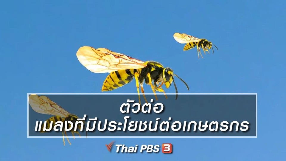 เกร็ดน่ารู้กับตาต้าตีตี้โตโต้ : ตัวต่อ แมลงที่มีประโยชน์ต่อเกษตรกร