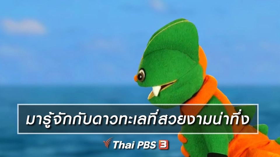 เกร็ดน่ารู้กับตาต้าตีตี้โตโต้ : มารู้จักกับดาวทะเลที่สวยงามน่าทึ่ง