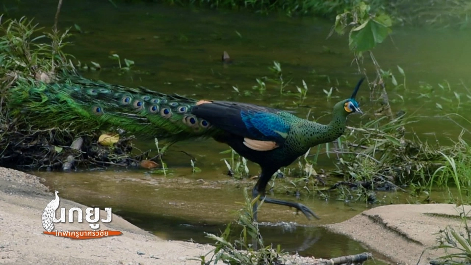 ข่วงนกยูงแห่งแรกในป่าชุมชน