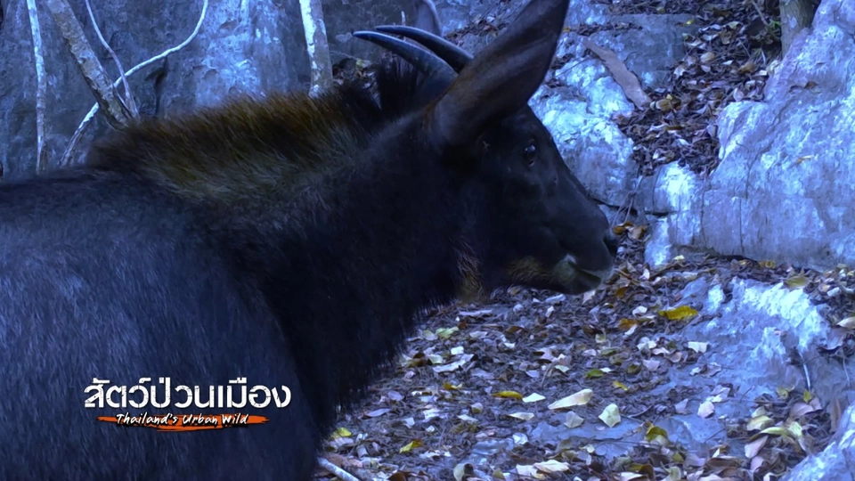 จิตอาสาเติมน้ำในป่า ให้ "เลียงผา" ไว้กินไว้ใช้