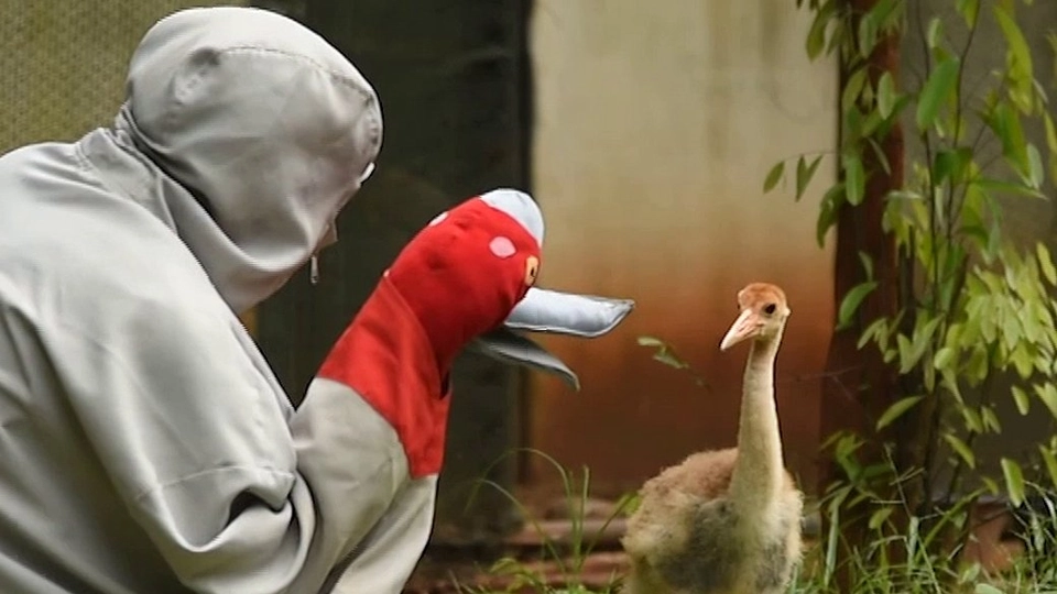 ฝึกนกให้อยู่เป็น ก่อนปล่อยคืนธรรมชาติ