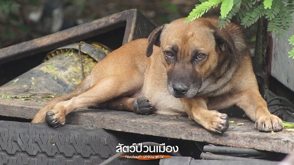 จิตอาสาทำหมันหมา ภารกิจคุมจำนวน "หมาจร"