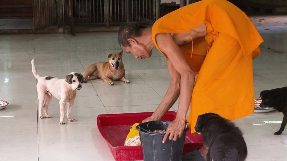 "หมาจร" กว่า 700 ตัว ภาระที่วัดทอดทิ้งไม่ลง