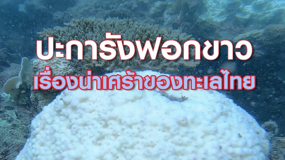 "ปะการังฟอกขาว" เรื่องน่าเศร้าของทะเลไทย
