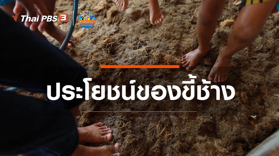 ​​หุ่นเล่าข่าว : ประโยชน์ของขี้ช้าง