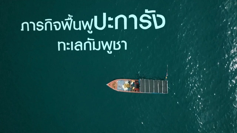 ปะการังเทียม ช่วยฟื้นฟูโลกใต้ทะเล