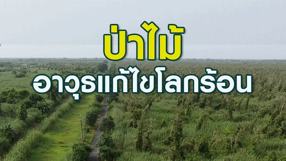 "ป่าไม้" อาวุธแก้ไขโลกร้อน
