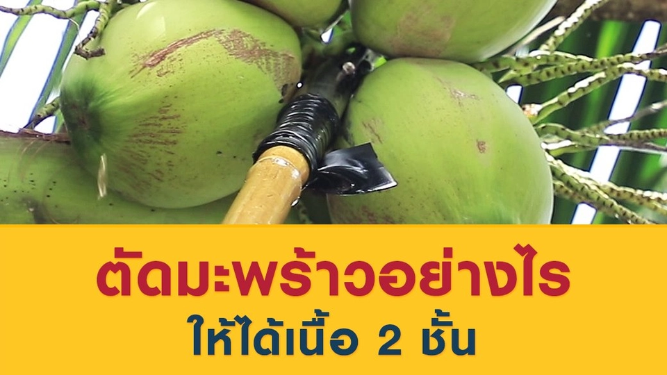 ตัดมะพร้าวอย่างไรให้ได้เนื้อ 2 ชั้น