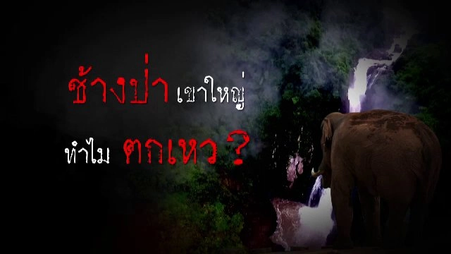 ช้างป่าตกเหว
