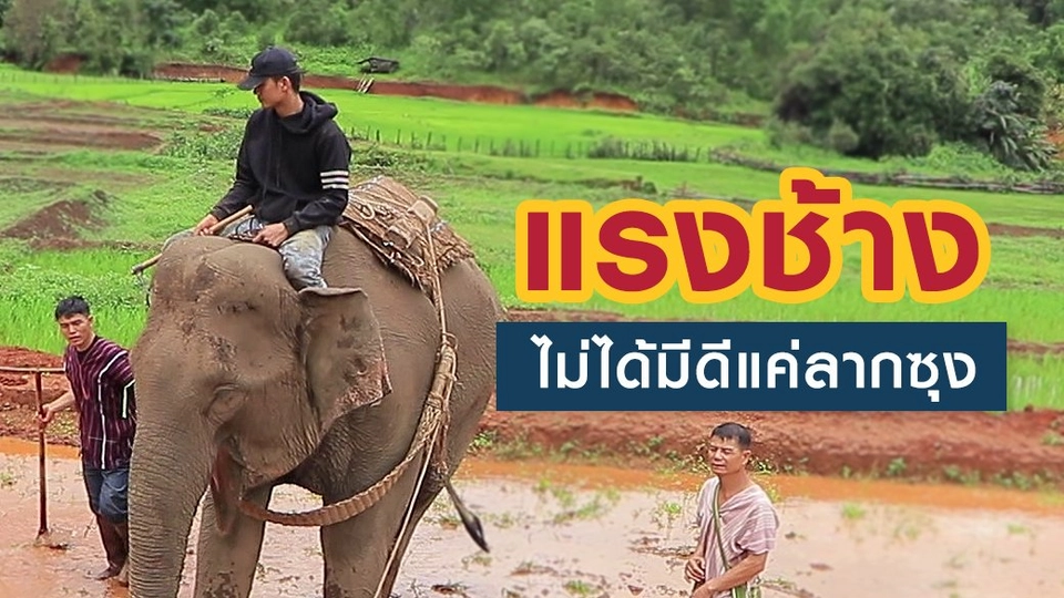 แรงช้างไม่ได้มีดีแค่ลากซุง!!