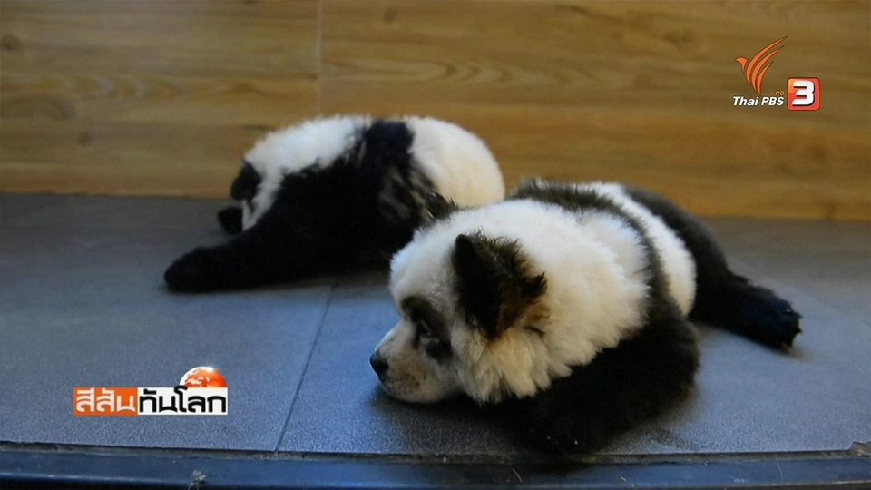 คาเฟ่สุนัขลายแพนด้า