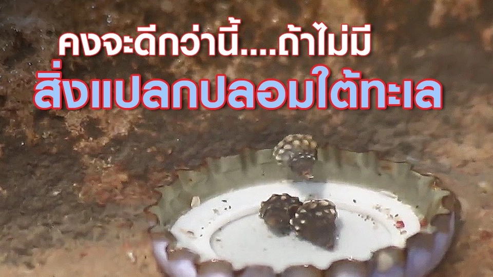 คงจะดีกว่านี้.....ถ้าไม่มีสิ่งแปลกปลอมใต้ทะเล