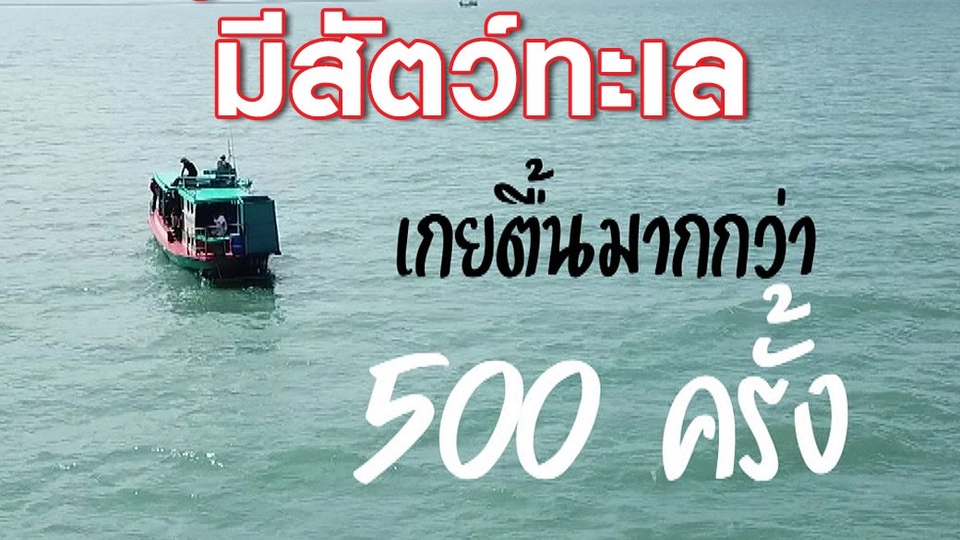 รู้หรือไม่...ปี 2560 มีสัตว์ทะเลเกยตื้นมากกว่า 500 ครั้ง!!