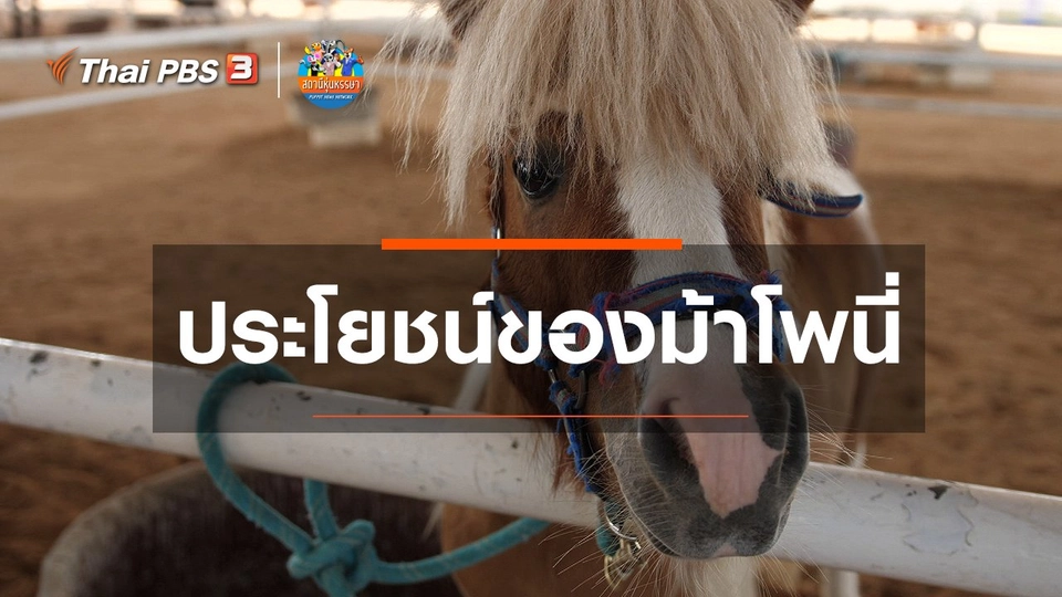 หุ่นเล่าข่าว : ประโยชน์ของม้าโพนี่