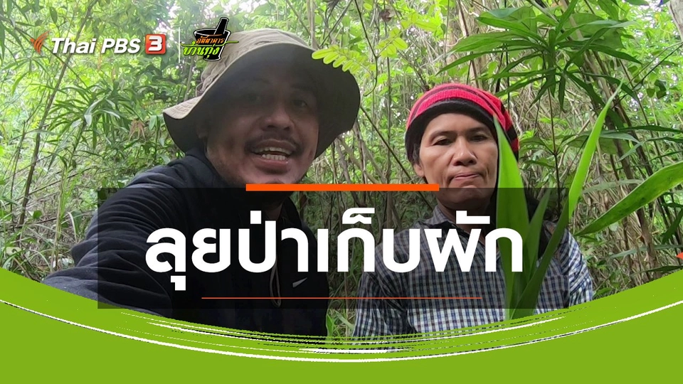 คลิปบ้านทุ่ง : ลุยป่าเก็บผัก