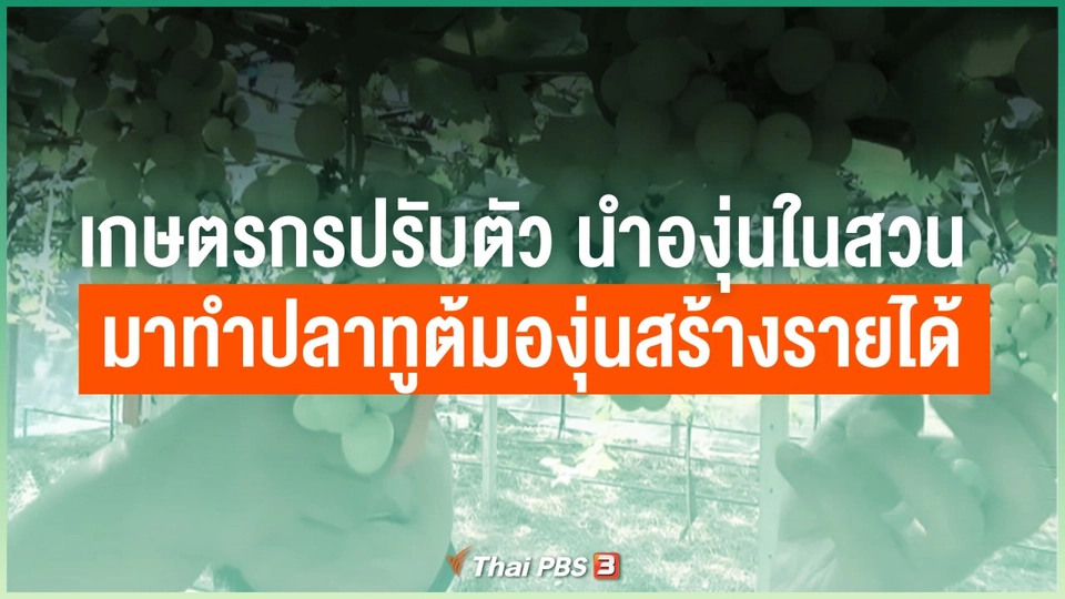 ไทยสู้ ไทยรอด : เกษตรกรปรับตัว นำองุ่นในสวน มาทำปลาทูต้มองุ่นสร้างรายได้