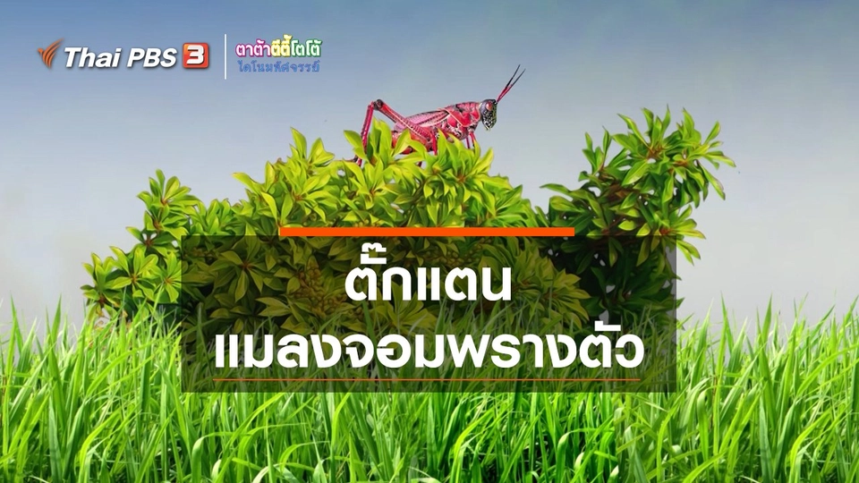 เกร็ดน่ารู้กับตาต้าตีตี้โตโต้ : ตั๊กแตนแมลงจอมพรางตัว