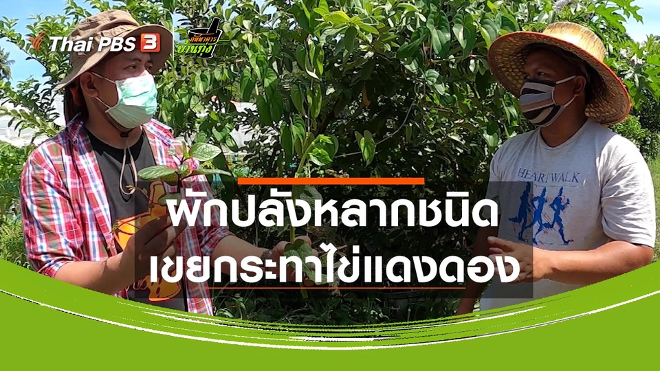 คลิปบ้านทุ่ง : ผักปลังหลากชนิด อร่อยต่างกันอย่างไร