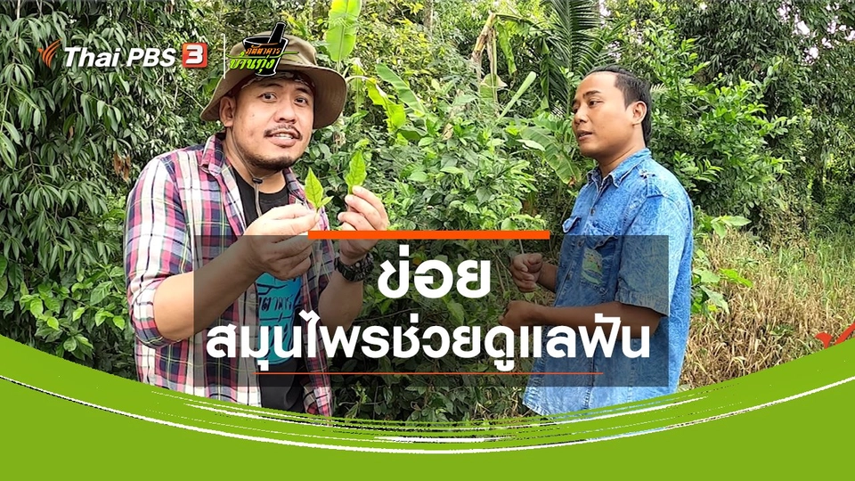 คลิปบ้านทุ่ง : ข่อย สมุนไพรช่วยดูแลฟัน