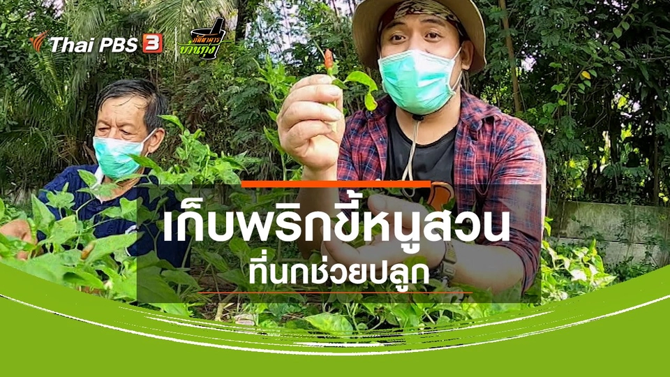 คลิปบ้านทุ่ง : เก็บพริกขี้หนูสวนที่นกช่วยปลูก