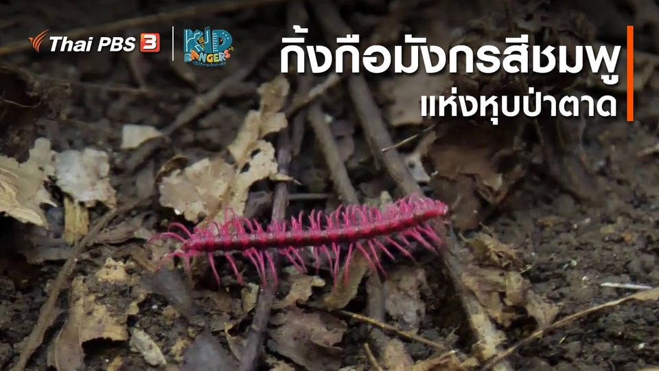 คิดส์เรียนรู้ : กิ้งกือมังกรสีชมพูแห่งหุบป่าตาด