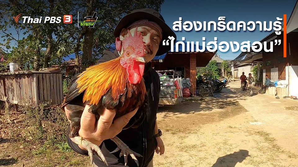 คลิปบ้านทุ่ง : ส่องเกร็ดความรู้ “ไก่แม่ฮ่องสอน”