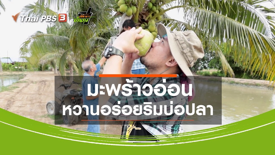 คลิปบ้านทุ่ง : มะพร้าวอ่อนหวานอร่อยริมบ่อปลา