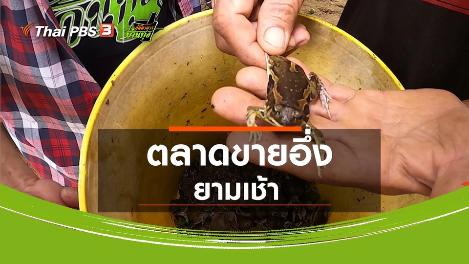 คลิปบ้านทุ่ง : ตลาดขายอึ่งยามเช้า