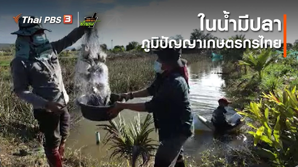 ​คลิปบ้านทุ่ง : ในน้ำมีปลา ภูมิปัญญาเกษตรกรไทย