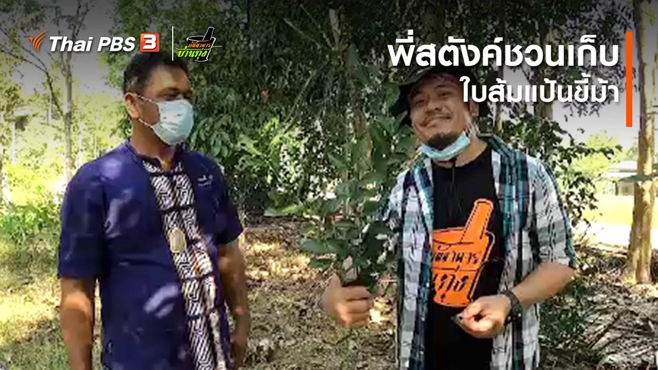 ​คลิปบ้านทุ่ง : พี่สตังค์ชวนเก็บ “ใบส้มแป้นขี้ม้า”