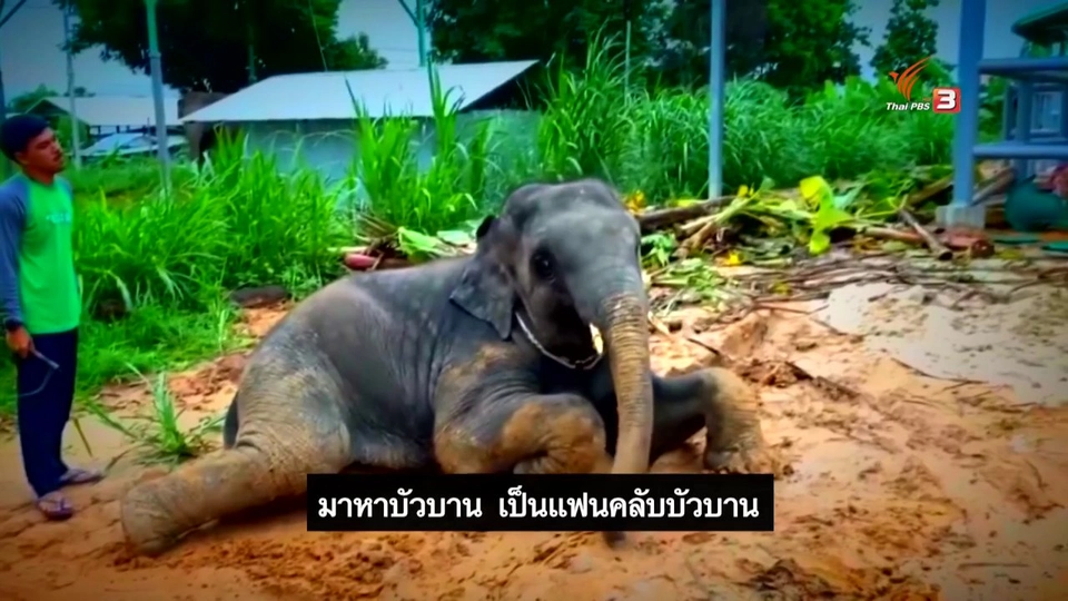 ​น้องบัวบาน ช้างเน็ตไอดอล