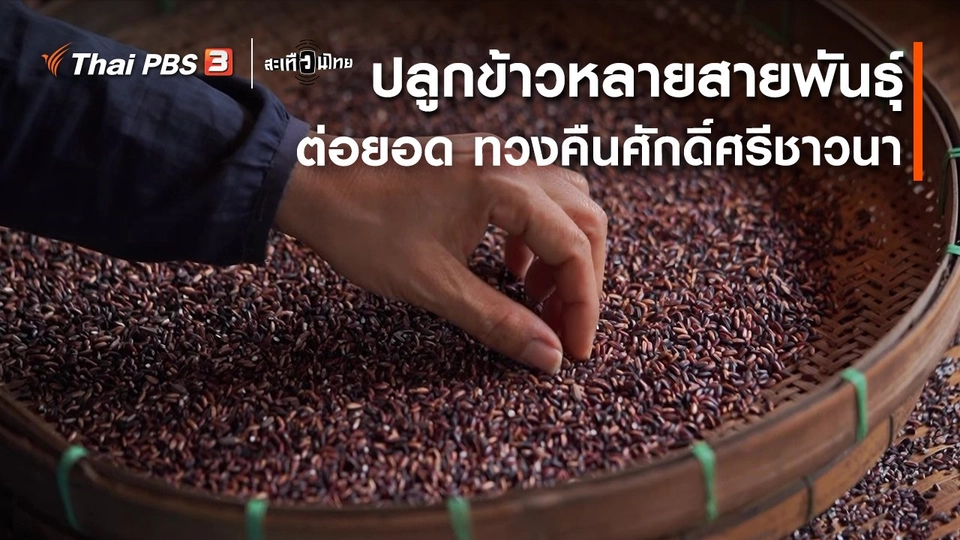 ปลูกข้าวหลายสายพันธุ์ ต่อยอด ทวงคืนศักดิ์ศรีชาวนา