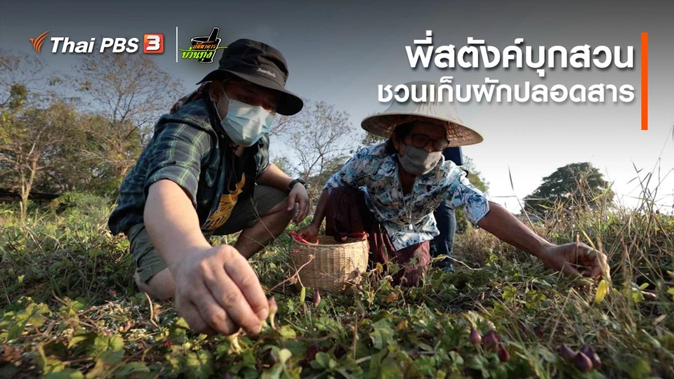 ​คลิปบ้านทุ่ง : พี่สตังค์บุกสวน ชวนเก็บผักปลอดสาร
