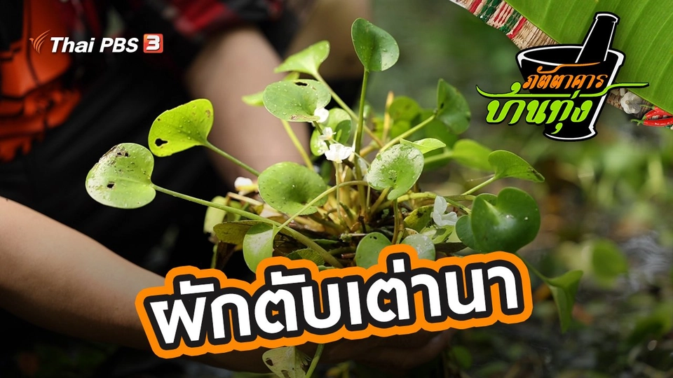 ผักตับเต่านา