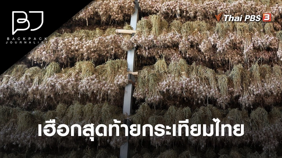 เฮือกสุดท้ายกระเทียมไทย