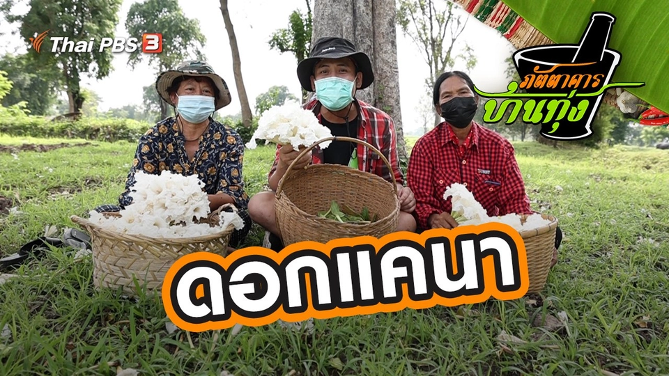 ดอกแคนา