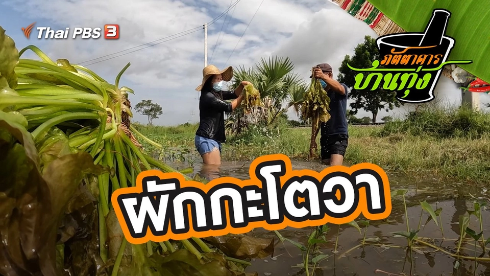 ผักกะโตวา