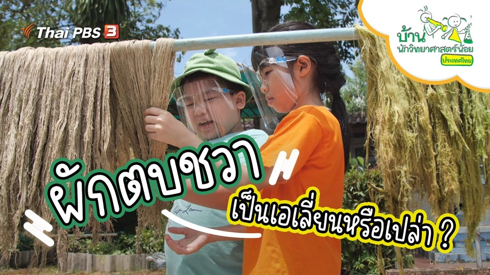 ผักตบชวาเป็นเอเลี่ยนหรือเปล่า ?