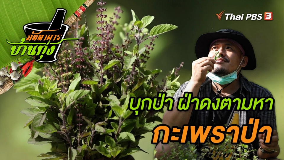 กะเพราป่า