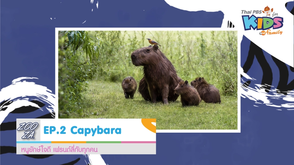 หนูยักษ์ใจดี Capybara
