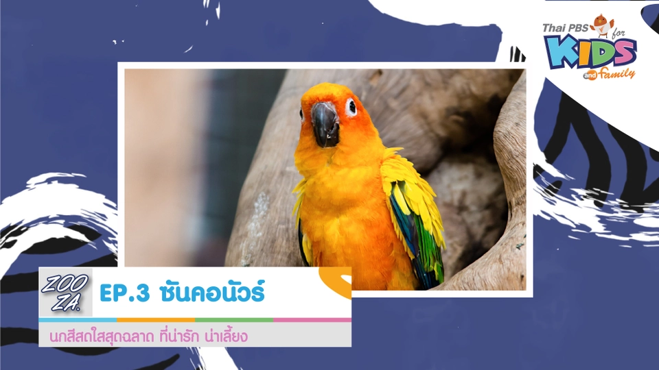 นกซันคอนัวร์