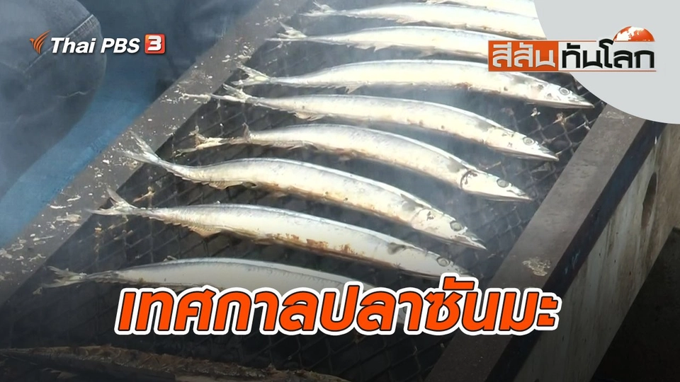 เทศกาลปลาซันมะ | สีสันทันโลก | 15 ต.ค. 65