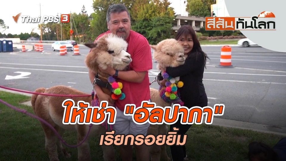 ให้เช่า "อัลปากา" เรียกรอยยิ้ม | สีสันทันโลก | 22 ต.ค. 65